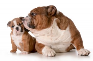 English Bulldog Pet Insurance